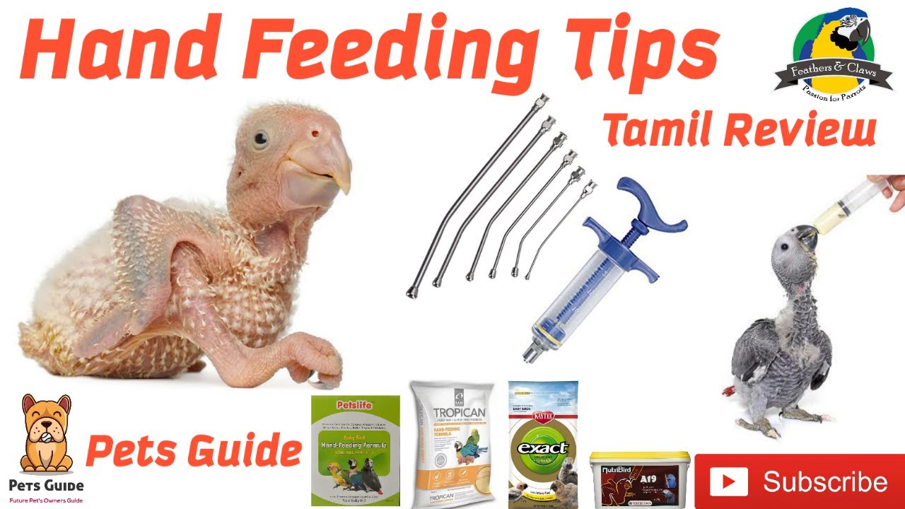 How to Hand the Feed Chicks?🐣 | Hand Feeding Tips💡| Hand Feed Formula💉 | Pets Guide🐾 | Tamil Review✅
