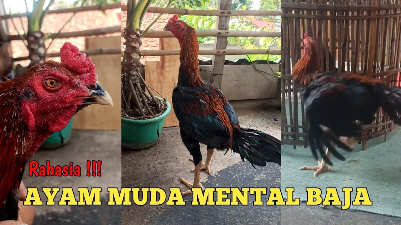 TIPS MENAIKAN MENTAL AYAM MUDA