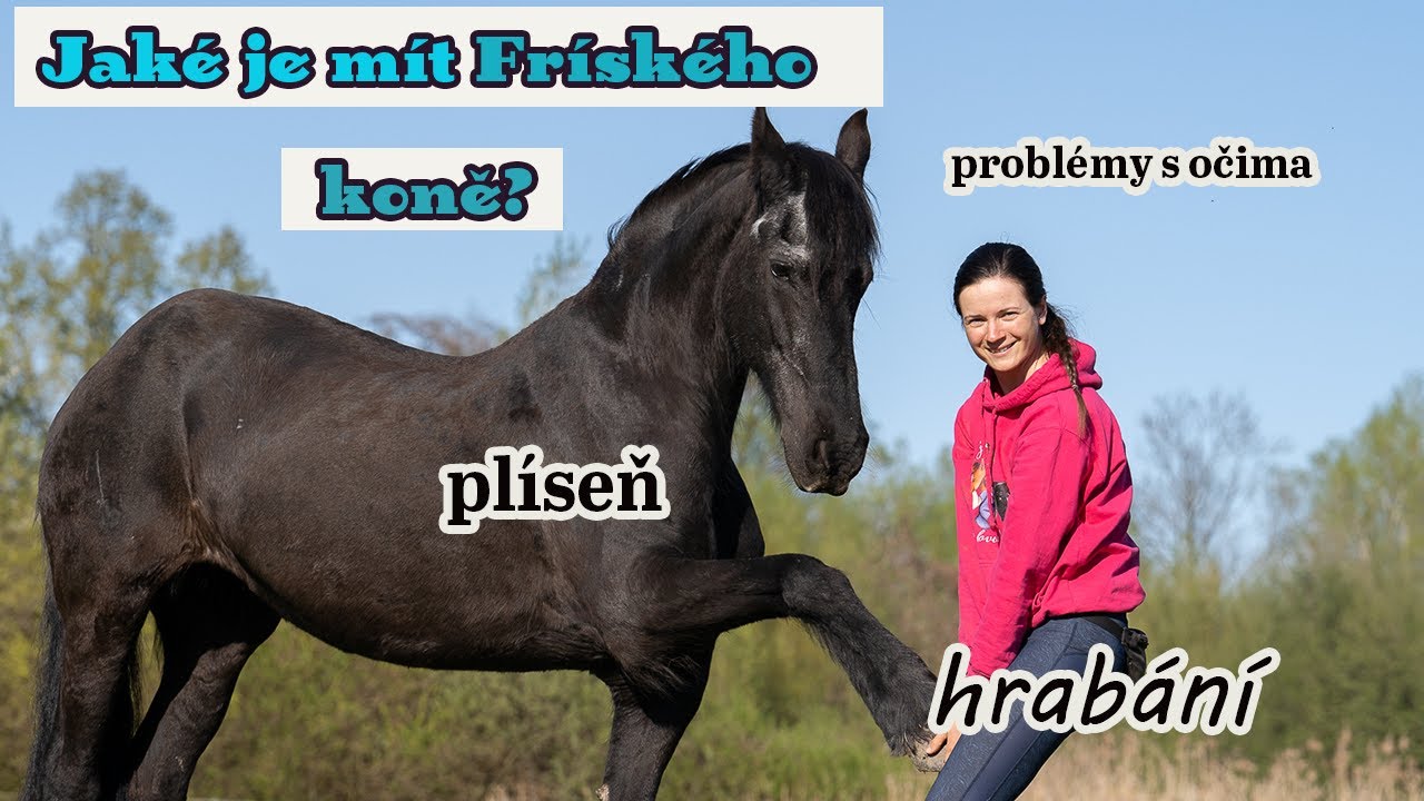První měsíce s Fríským koněm