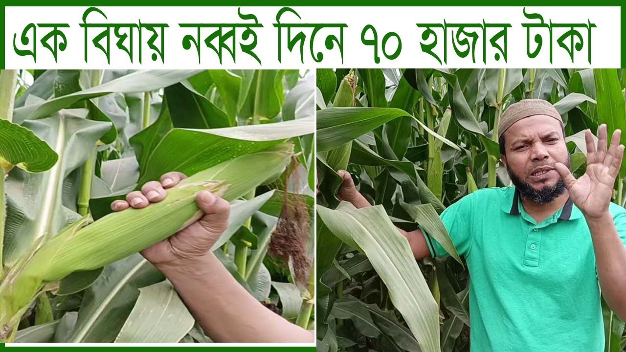 এক বিঘায় মাত্র নব্বই দিনেই সত্তর হাজার টাকার সাইলেজ উৎপাদন ।