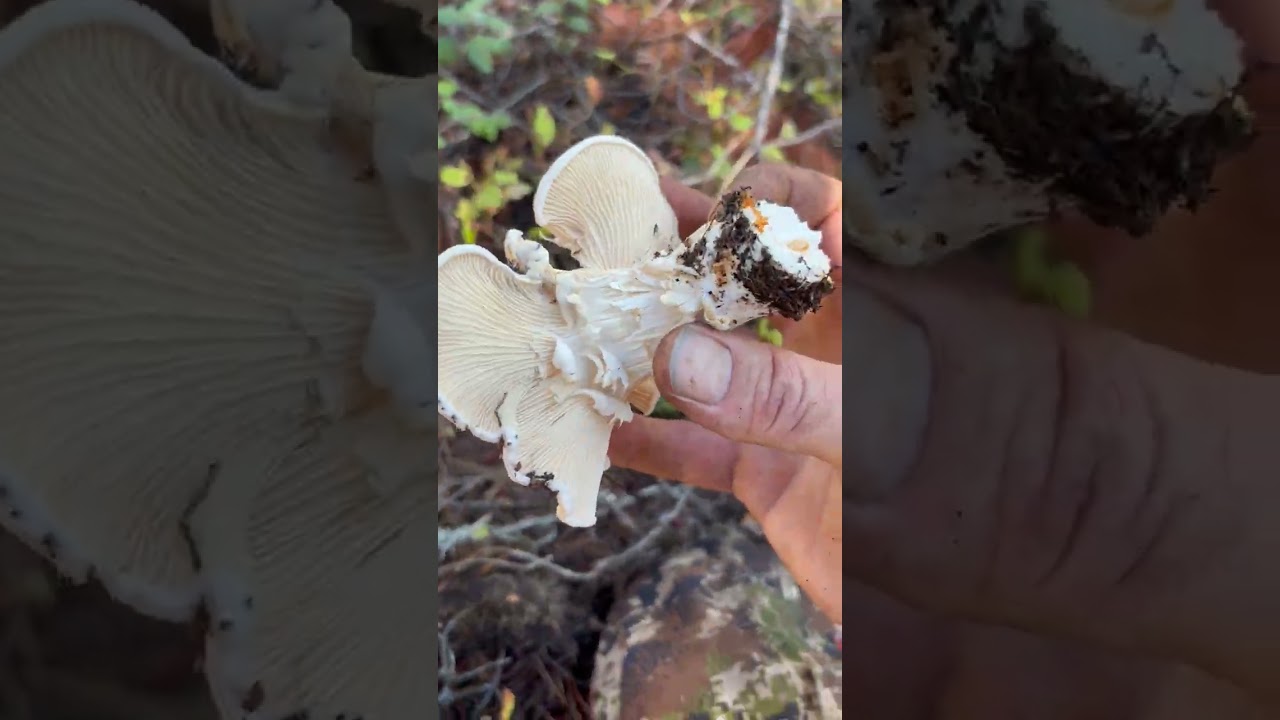Idaho white chanterelle’s 