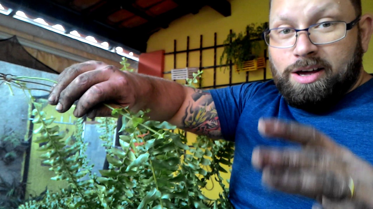 Especial samambaia , renda portuguesa e avenca  parte 2/2