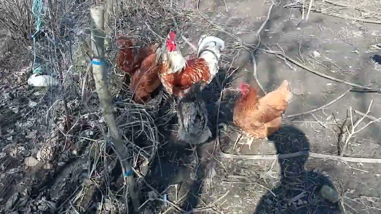 Сьогоднішні плани на день