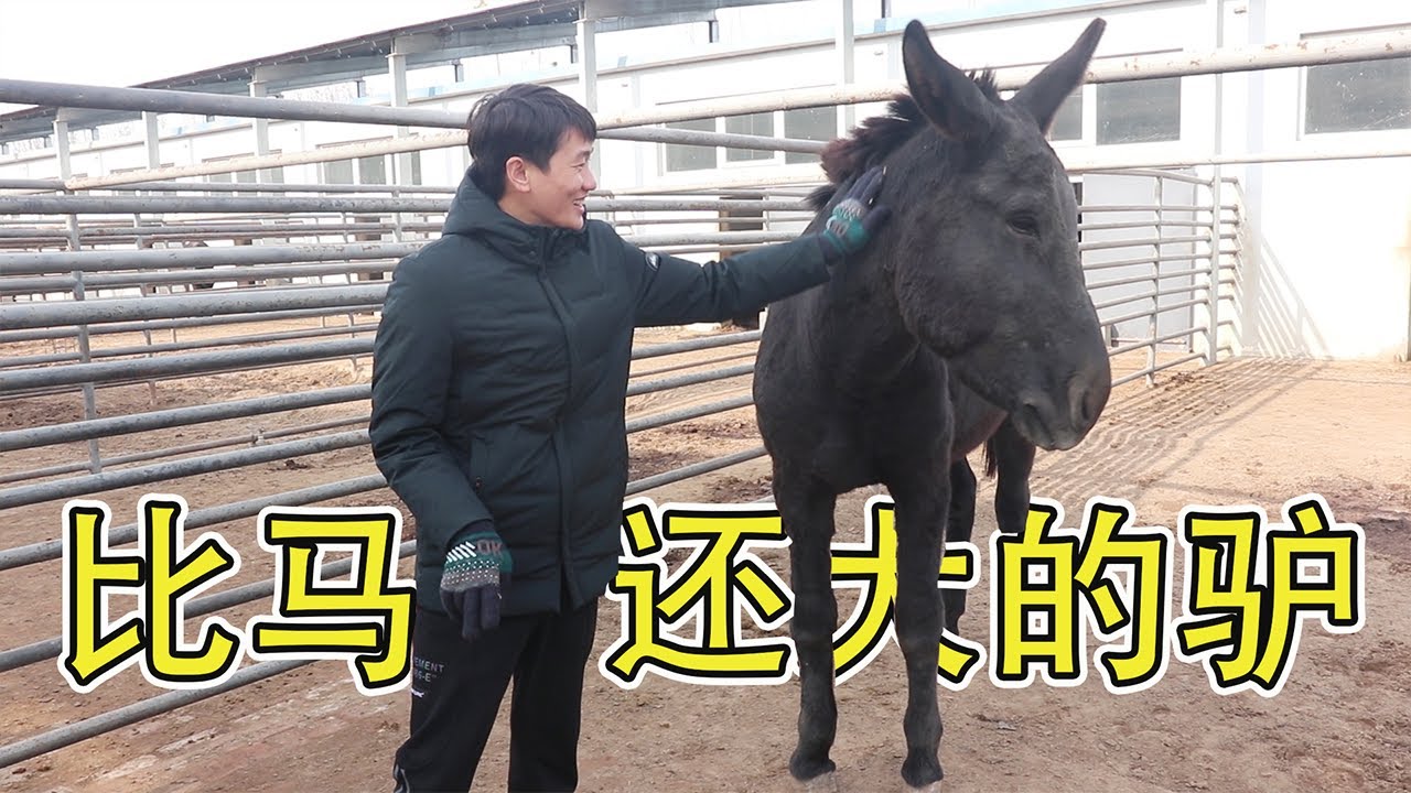 靚仔沒吃過驢肉，跑到山東騎驢，驢肉真的有比牛羊肉好吃那麼多嗎？ 5000元一頭小驢，可以當寵物嗎？【衣谷水原egg】