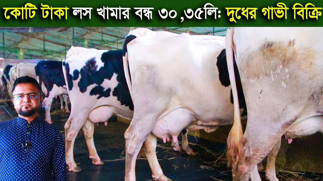 কোটি টাকা লস খামার বন্ধ করে দিবেন কম দাম হলেও ৩০প্লাস দুধের গাভী নিতে পারেন dairy farm