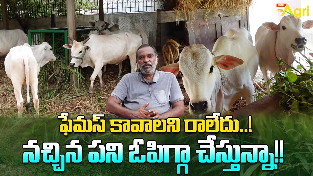 Punganur Cow Breed Farming | ఫేమస్ కావాలని రాలేదు..! నచ్చిన పని ఓపిగ్గా చేస్తున్నా..!! Tone Agri