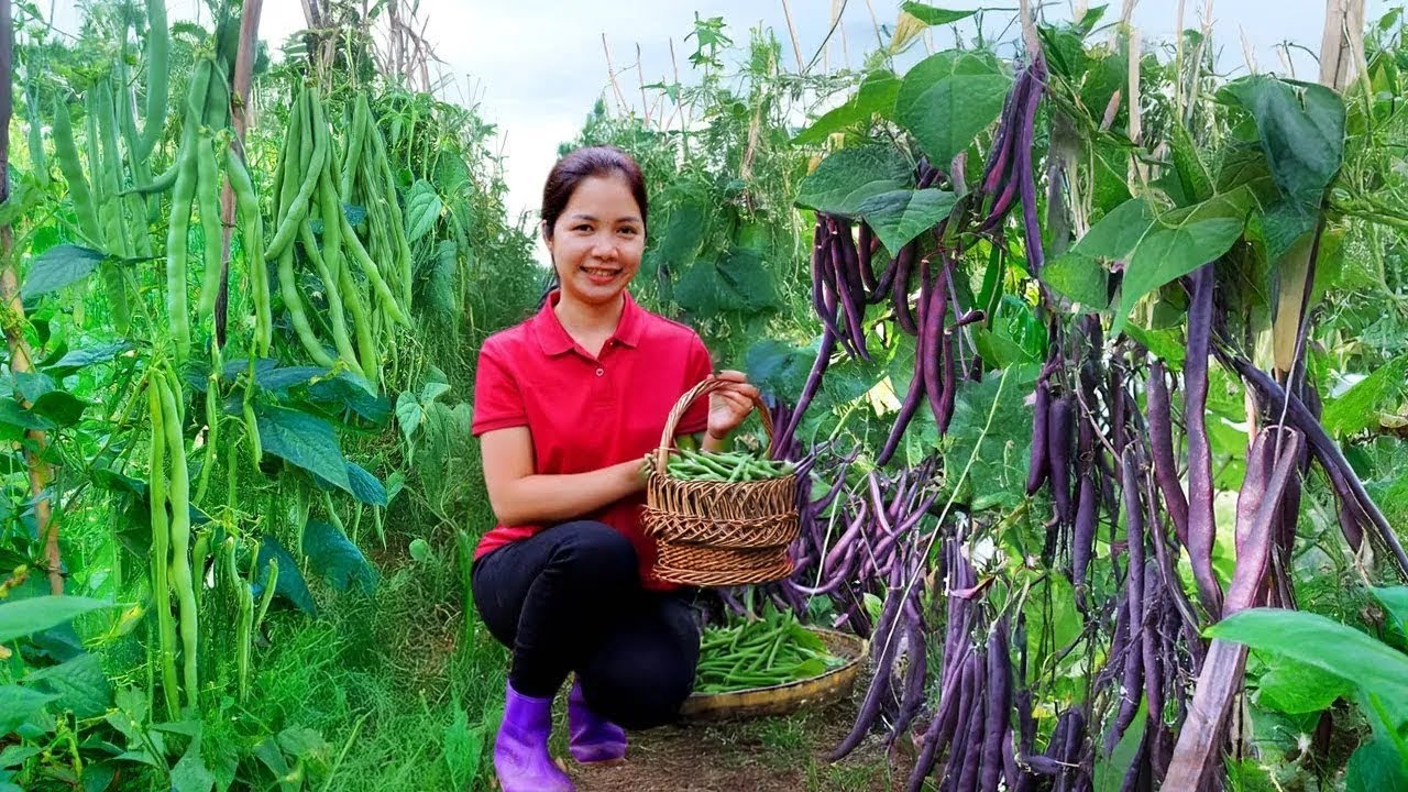 Harvesting Cove Beans From The Field Goes To Market Sell, I'm Still Sad About What Happened