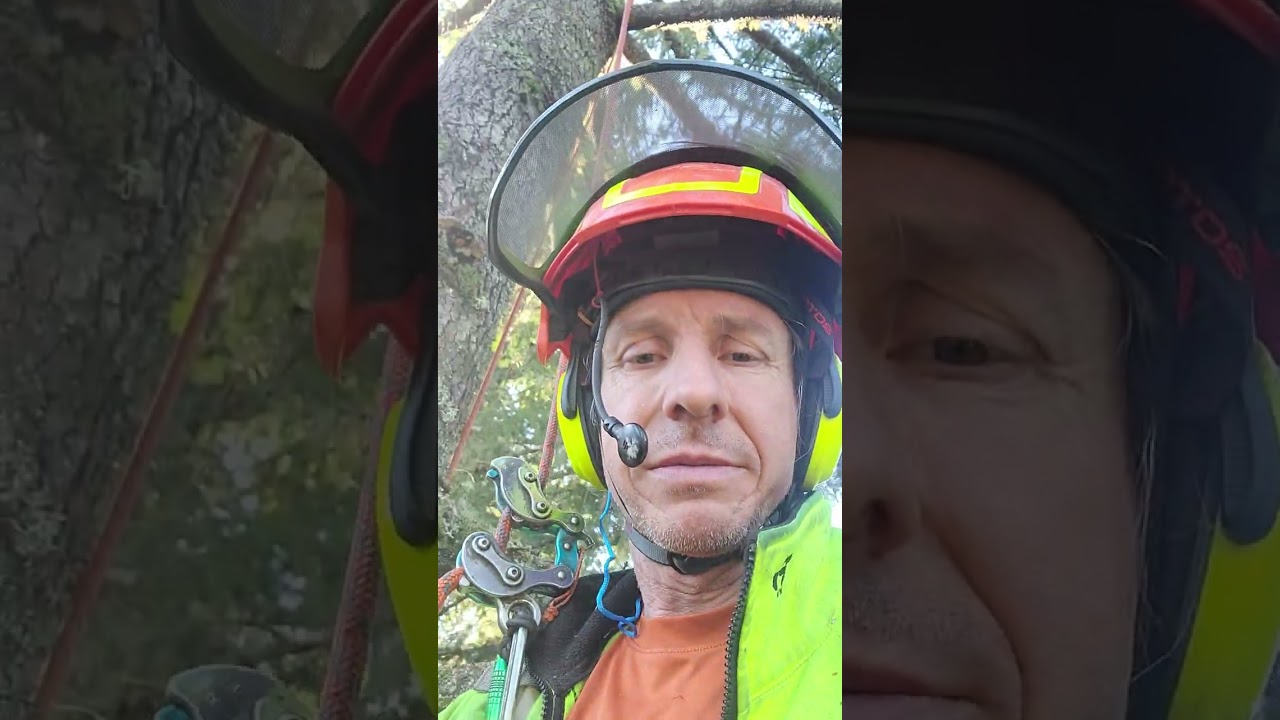 Hazard management pruning in big PNW trees...Sweet Madrona Treehouse!!