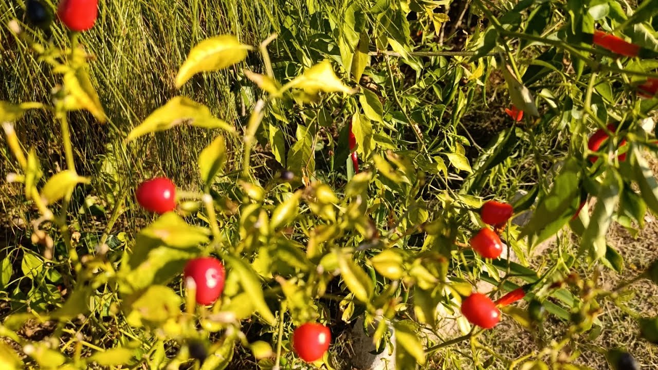 Why Can Birds Eat Hot Chili Peppers? | Nature’s Secret 🐦🌶️