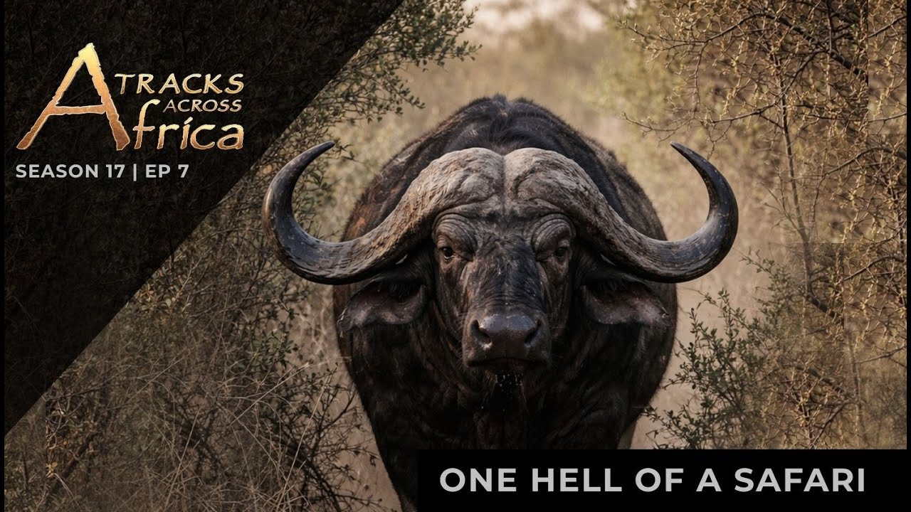 One Hell of A Safari | TAA Season 17 Episode 7