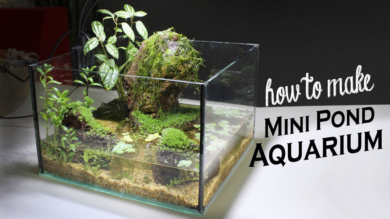 DIY Mini Pond Aquarium - Carpet  Hill