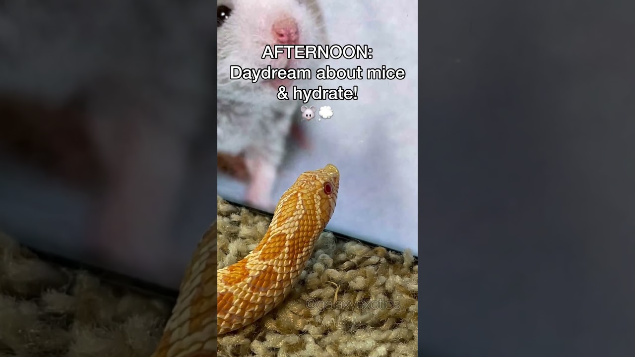 A DAY IN THE LIFE: FINGERS THE HOGNOSE SNAKE