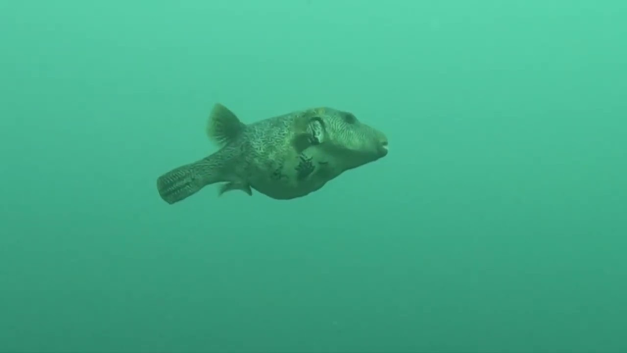 Komodo 2025
