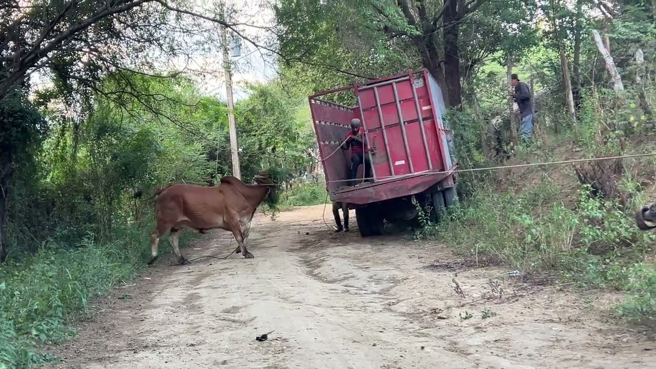 #caballos #vaca #vaquero #sajoma #horse #vaqueria #animals #vaquera #toros
