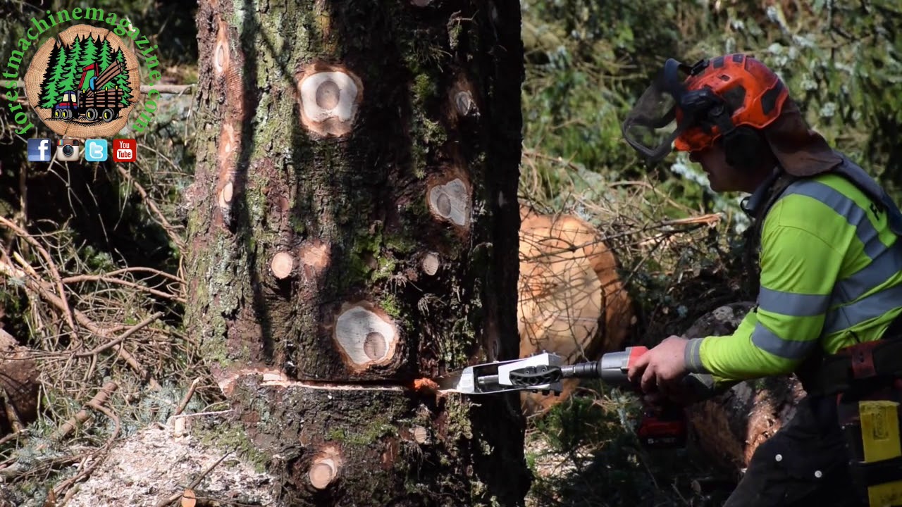 Felling a Sitka Spruce