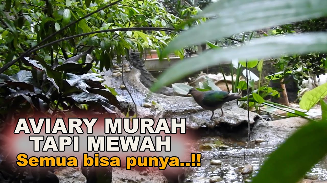 CARA BIKIN AVIARY MURAH MERIAH TAPI BISA SUKSES TERNAK SEGALA MACAM BURUNG, KINI SEMUA BISA BIKIN