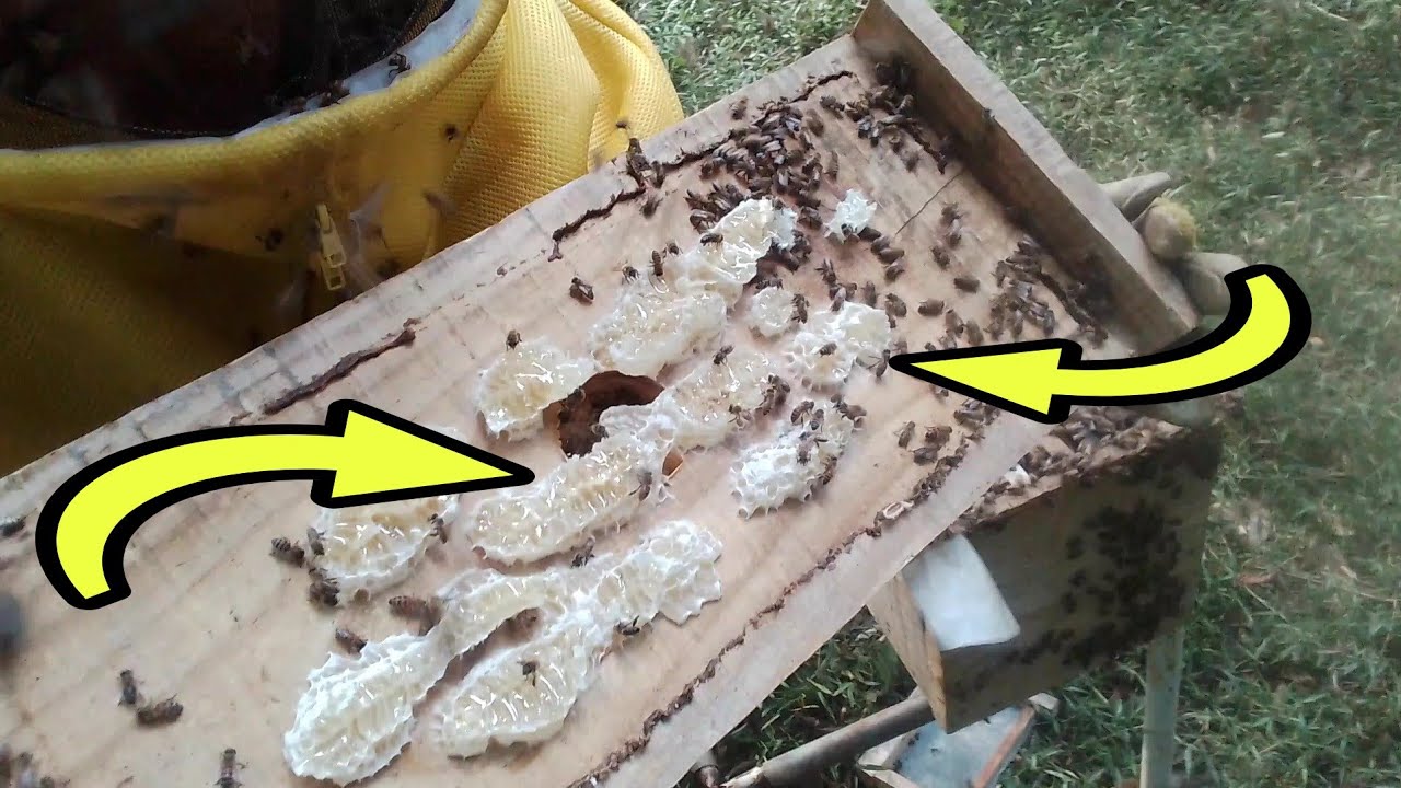 A melhor maneira de fazer o enxame crescer no núcleo