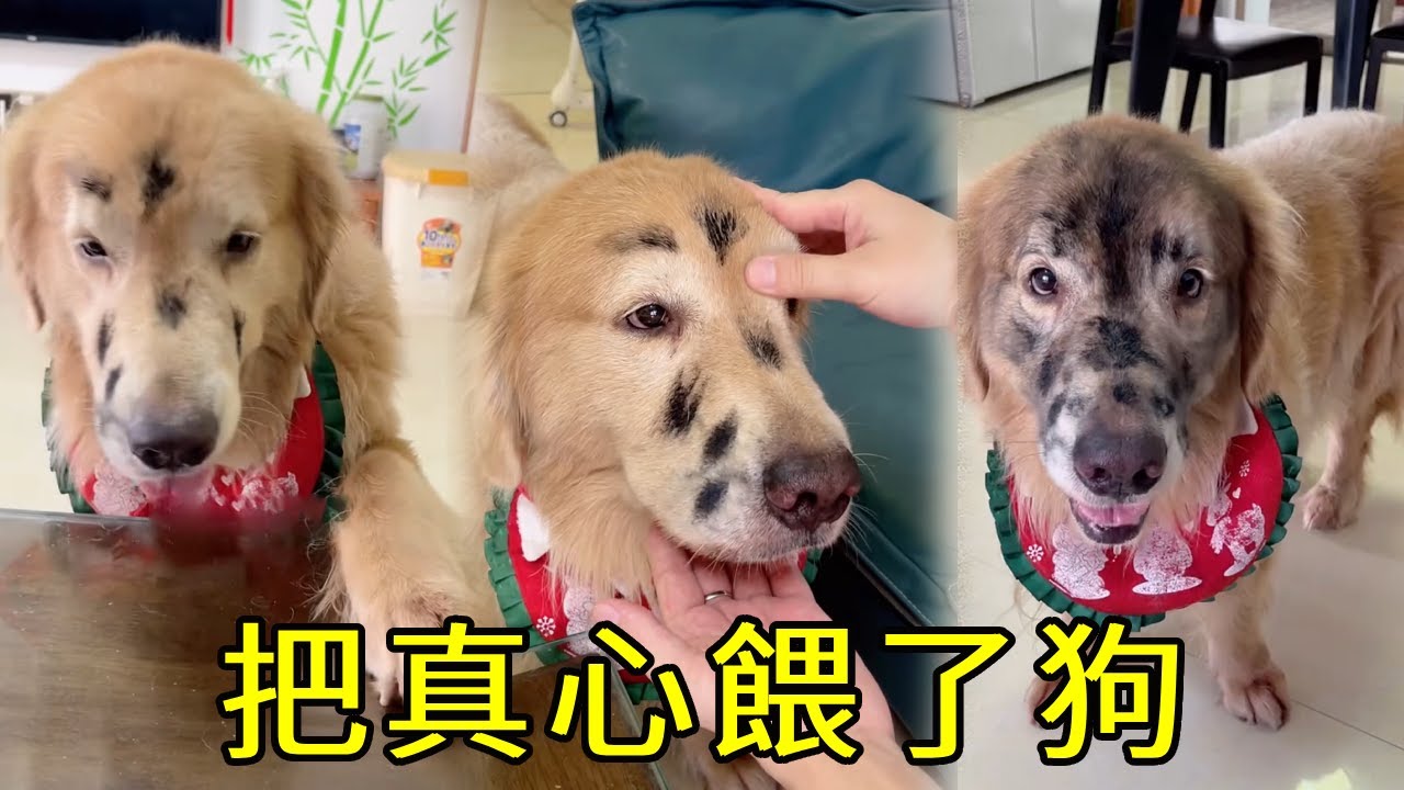 四毛第一次信任毛粑，沒想到.......真是把真心餵了狗！