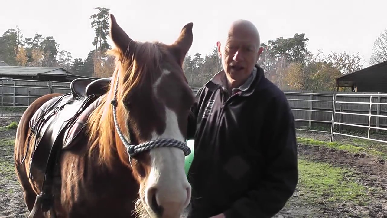 Giant Horse Balls 1. Groundwork
