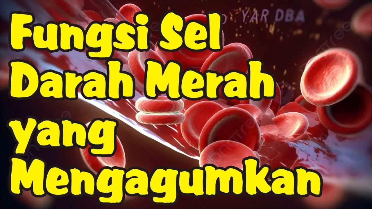 Fungsi Sel Darah Merah Bagi Tubuh yang Mengagumkan
