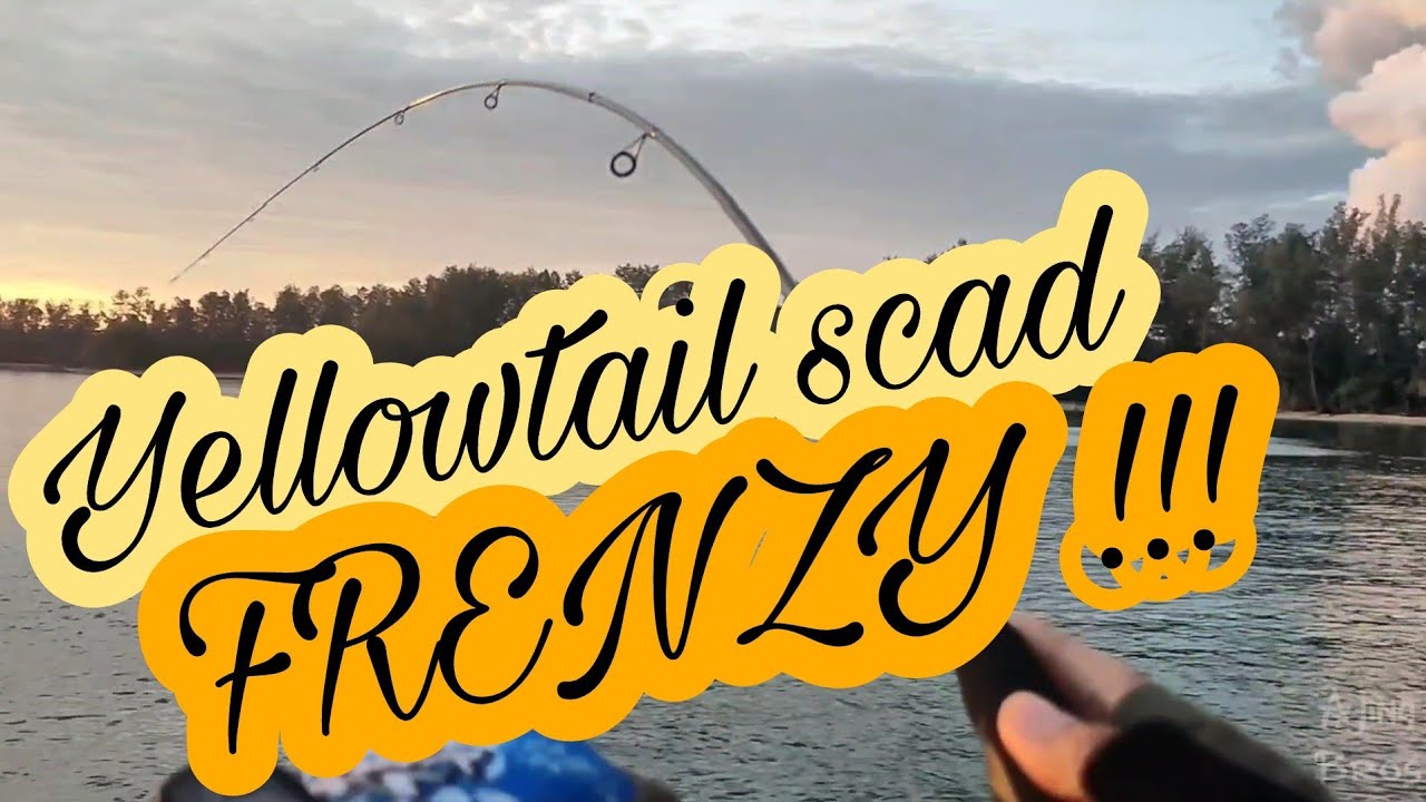 Yellowtail Scad frenzy at Pelumpong island - BRUNEI 1st Rock