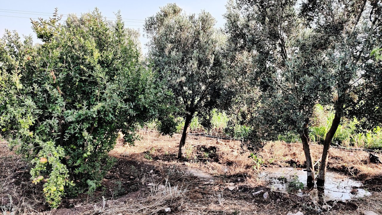 على الكودرون أرض للبيع 2000 متر ملكية فيها الكهرباء والماء والأشجار 🌲 في بئر الببوش اقليم الجديدة 