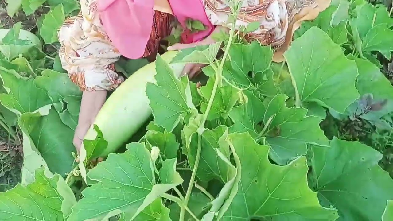  ক্ষেত  থেকে লাউ  তুললাম। ❤️❤️