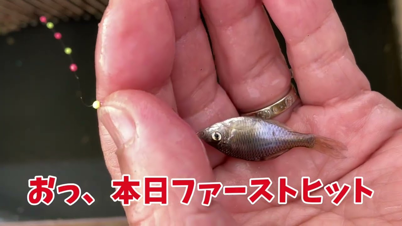 手賀沼の水路で小物釣り「クチボソ沢山」