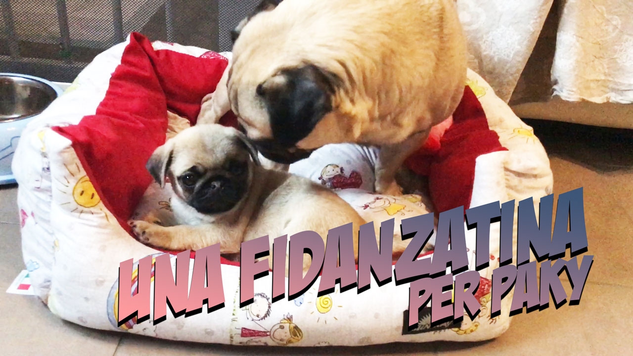 UNA FIDANZATINA PER PAKY