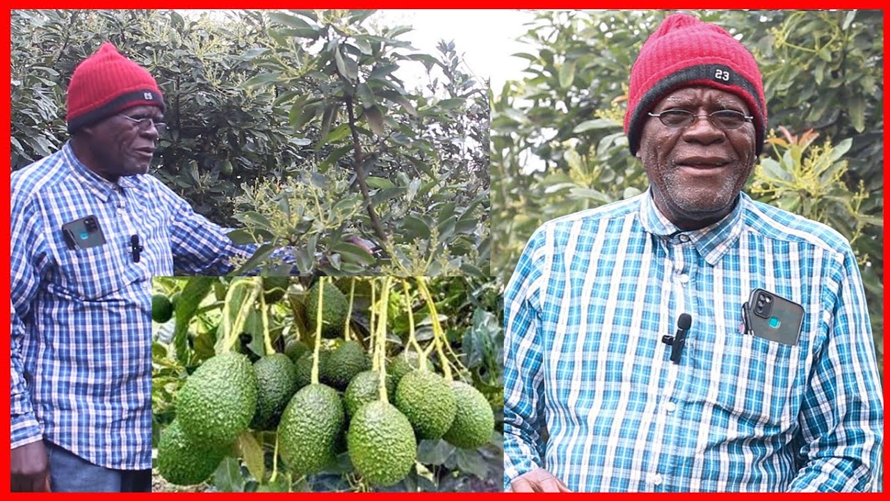 MZEE MSTAAFU ALIYEJIKWAMUA KWA KILIMO CHA PARACHICHI NJOMBE
