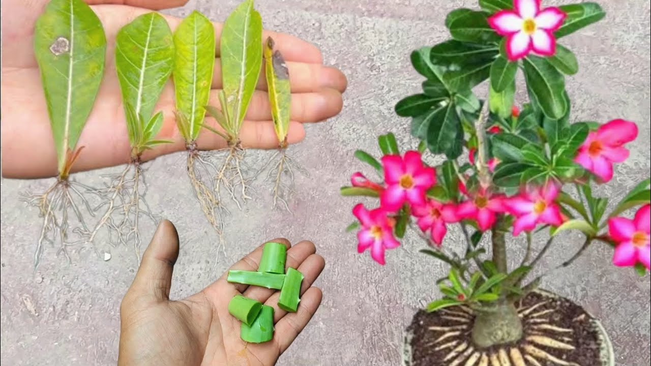 How to Grow Adenium Tree From Adenium Leaves | Best Natural Aloe Vera Rooting Hormone