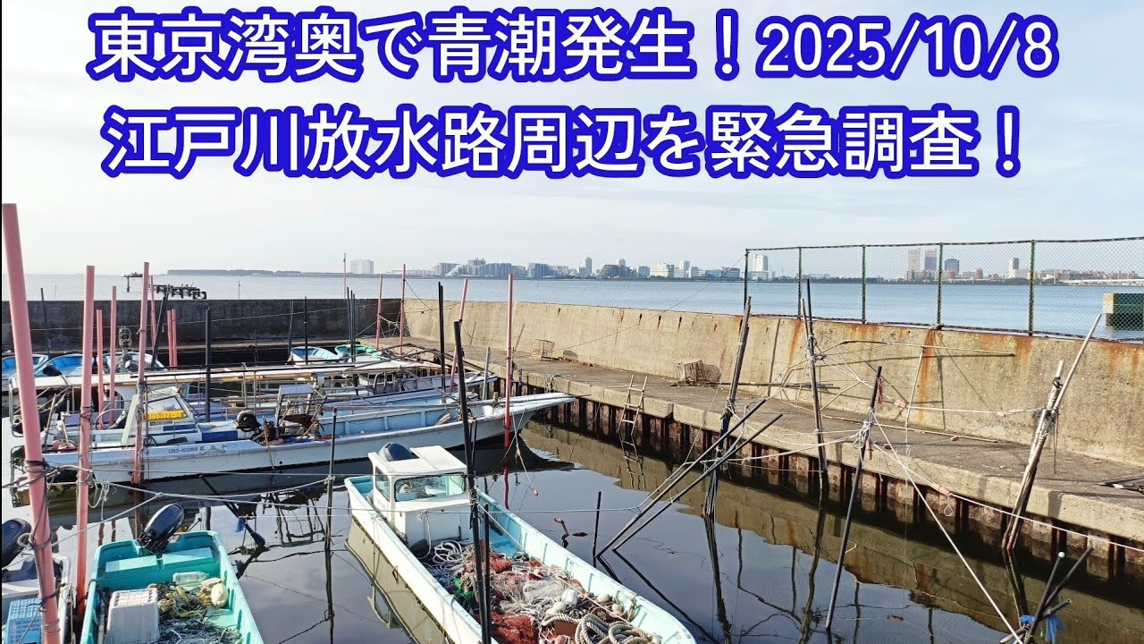 東京湾奥で青潮が発生！(2025/10/8)三番瀬や江戸川放水路のハゼは大丈夫？😥被害状況を調査してきました！