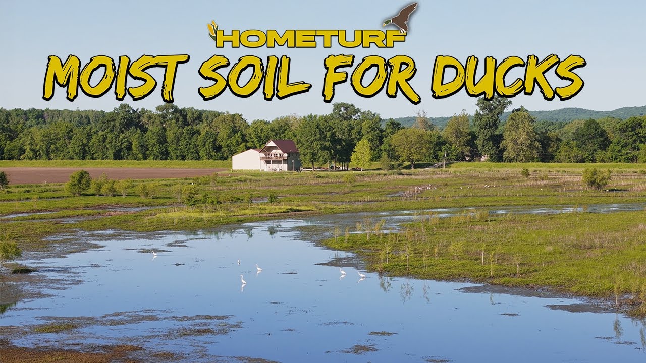 SECRETS FOR MORE NATURAL DUCK FOOD! Moist Soil and Wetland Management | #HOMETURF EP11