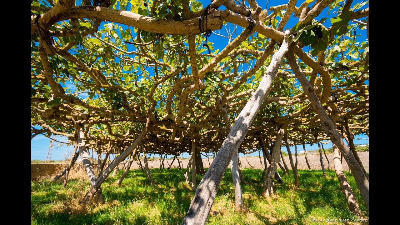 Higueras de Formentera