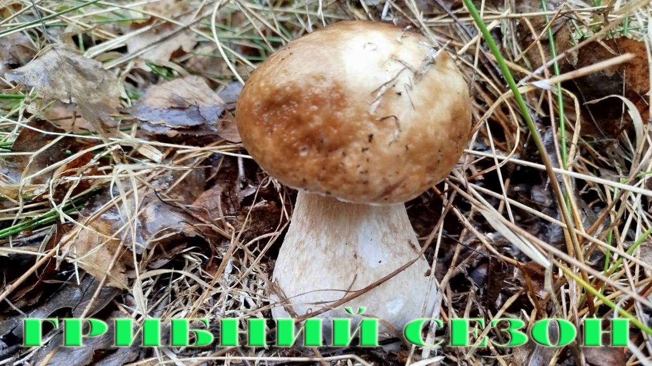 ГРИБНИЙ СЕЗОН НАБИРАЄ ОБЕРТІВ ...  7 .10 .2025Р . ГРИБНЕ АСОРТІ...