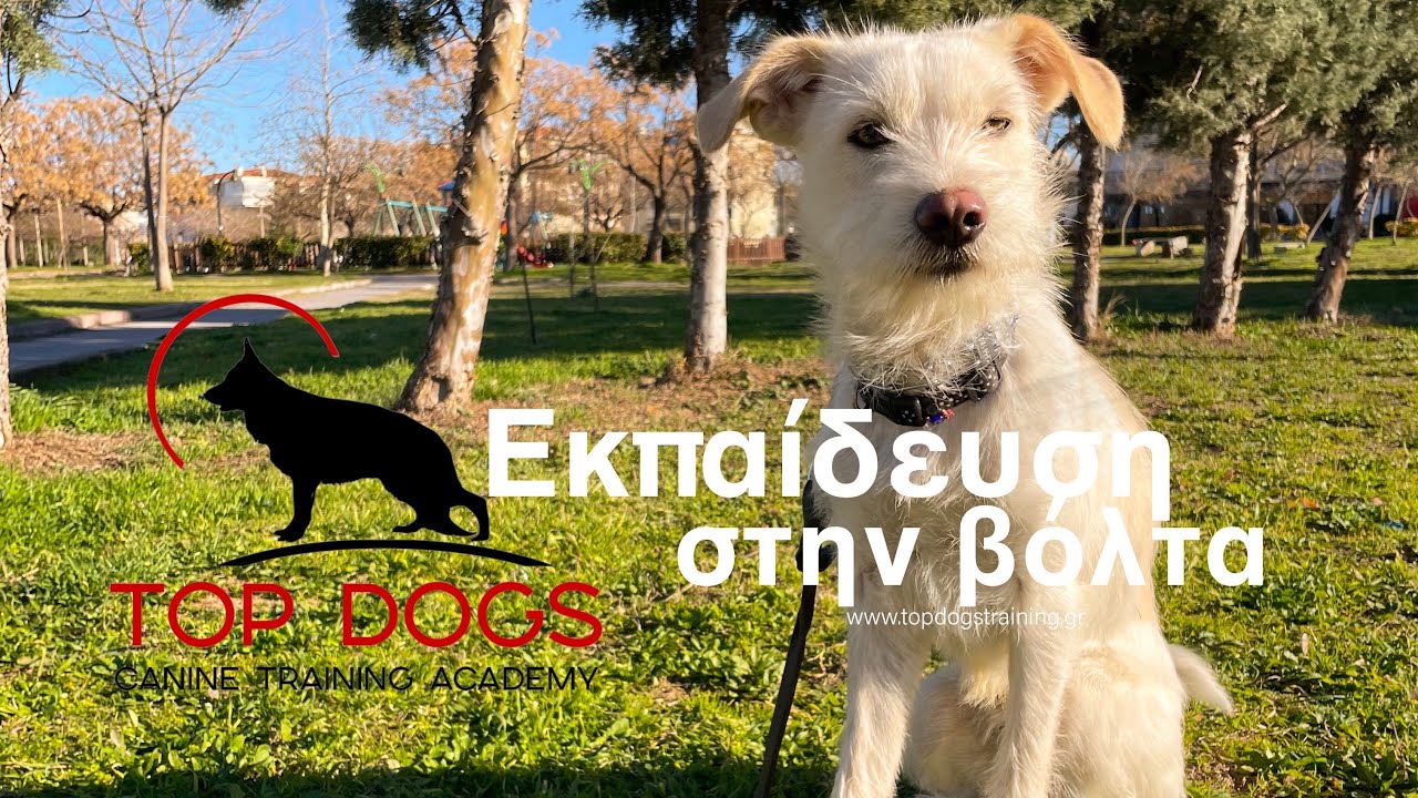 ΕΚΠΑΙΔΕΥΣΗ ΣΚΥΛΟΥ ΣΤΗΝ ΒΟΛΤΑ ΚΑΙ ΔΙΟΡΘΩΣΗ ΣΥΜΠΕΡΙΦΟΡΑΣ