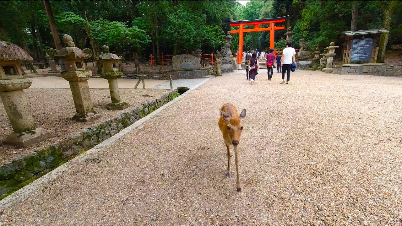 Nara walk - Kasugataisha Shrine & Nara park - 4K