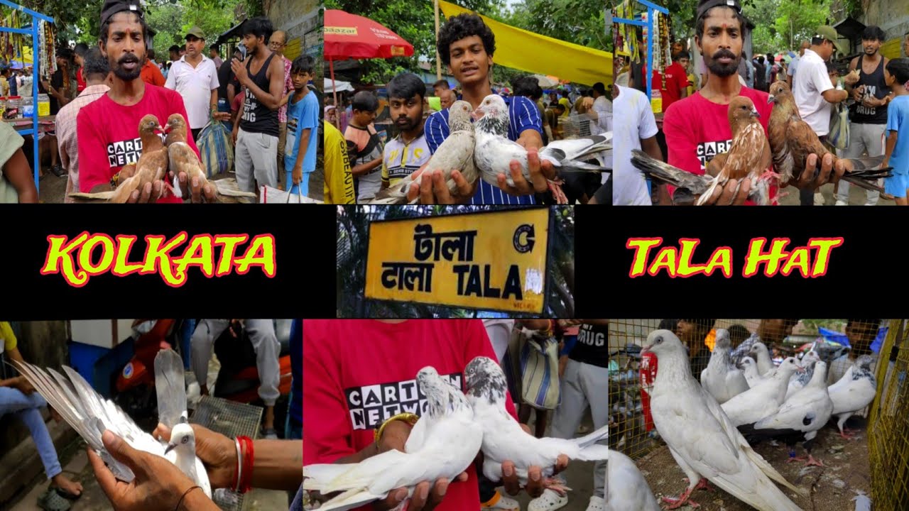 Kolkata Tala hat । 29/06/2025 Kolkata kabutar market । Kolkata galiff street pigeon market ❤️🕊️🧿
