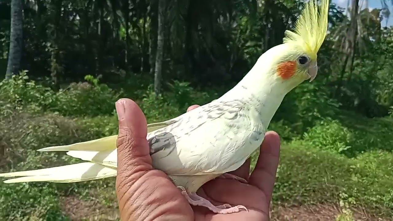 Cakra sebelum free fly di perjalanan menemukan seekor burung terkukur patah sayapnya 