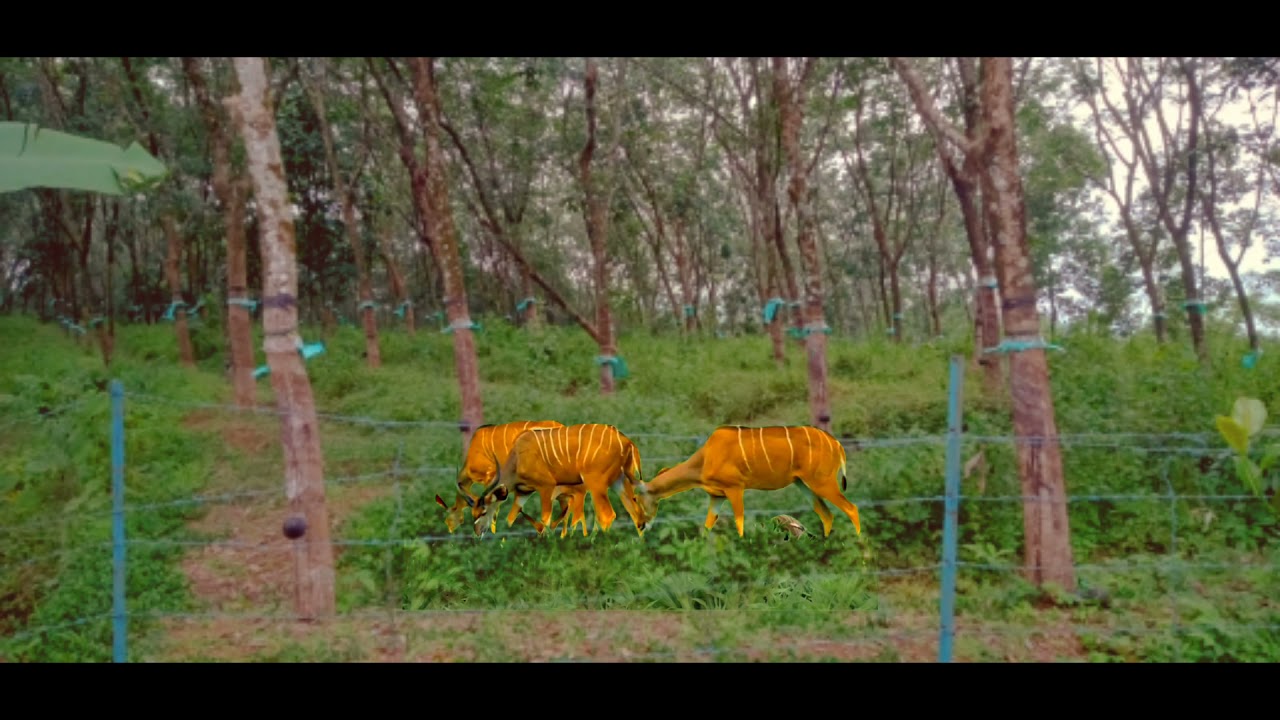deer green screen effect ......