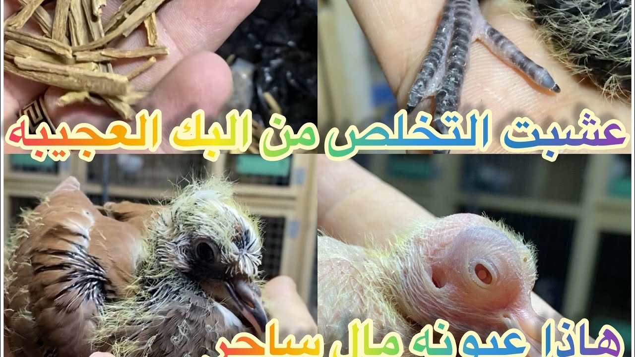 علاجات البك 🦟🦗🕷والناموس موسم الصيفي وتعالو شوفولي ذني الفرخات منين اجني 😳