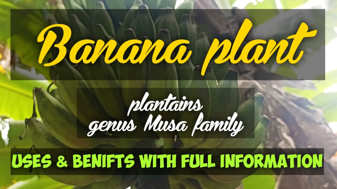 Banana plant | plantains | genus&nbsp;Musa | leathery berry | uses & benifts | full information of pant