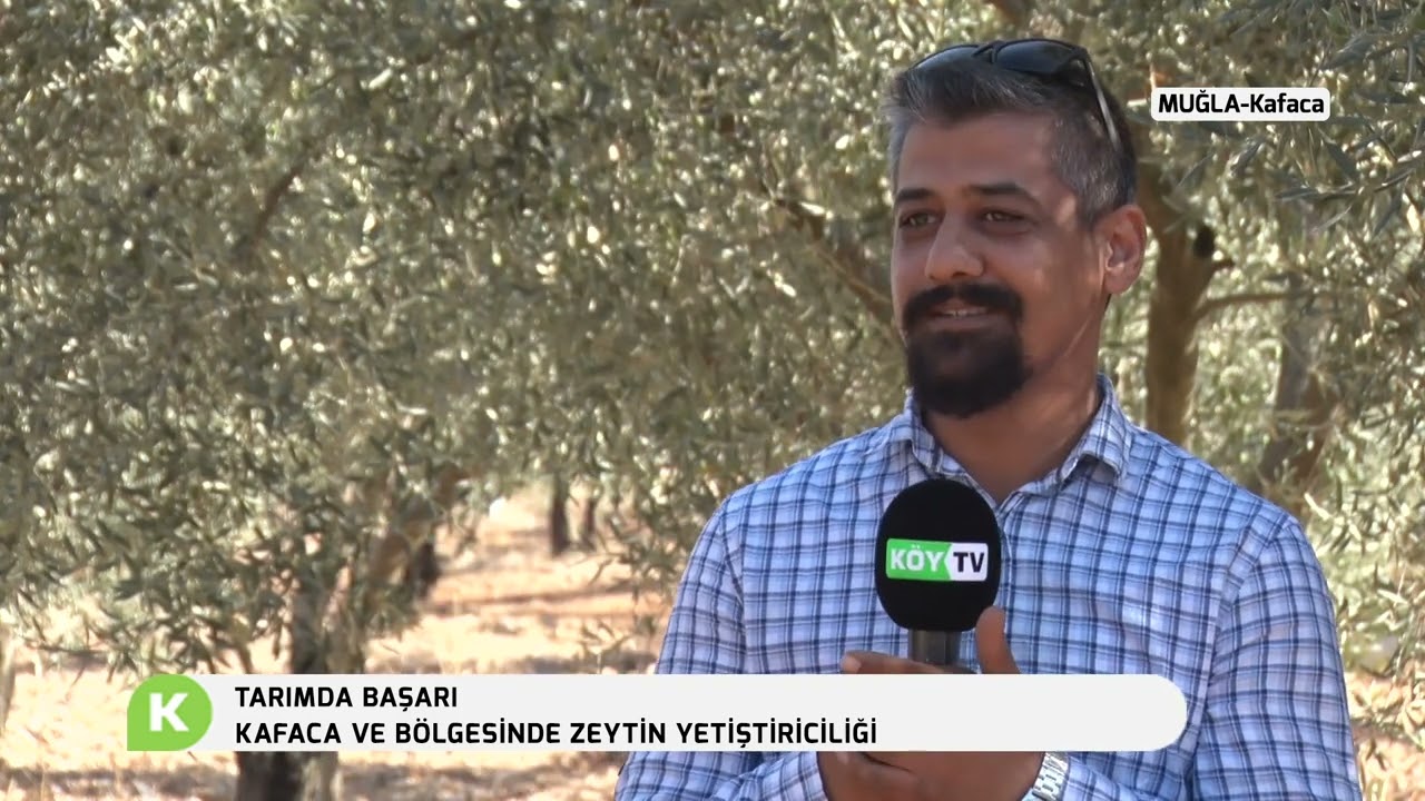TARIMDA BAŞARI | ZEYTİNDE HASAT SONRASI YAPILMASI GEREKEN UYGULAMALAR