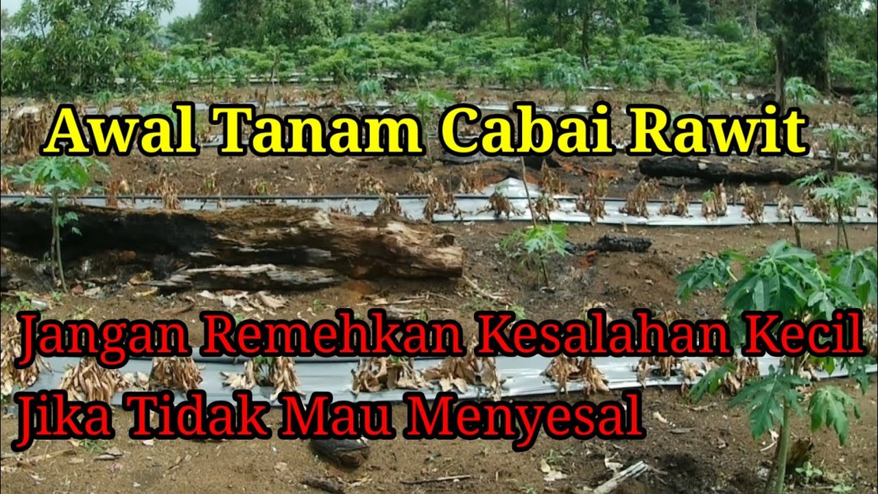 Awal Tanam Cabe Rawit, Kesalahan Kecil / Planting of Chilli