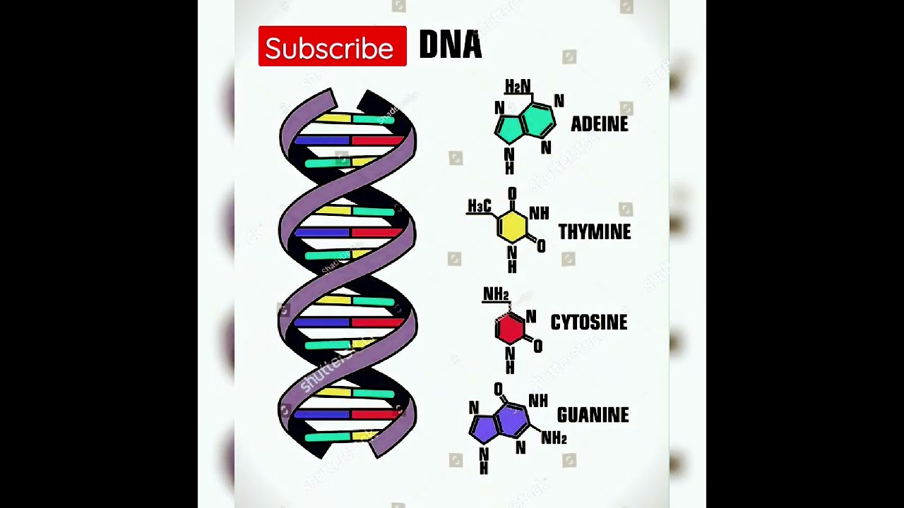 DNA structure, Adeine, Guanine, Thymine, Cytosine 👆👆## shorts