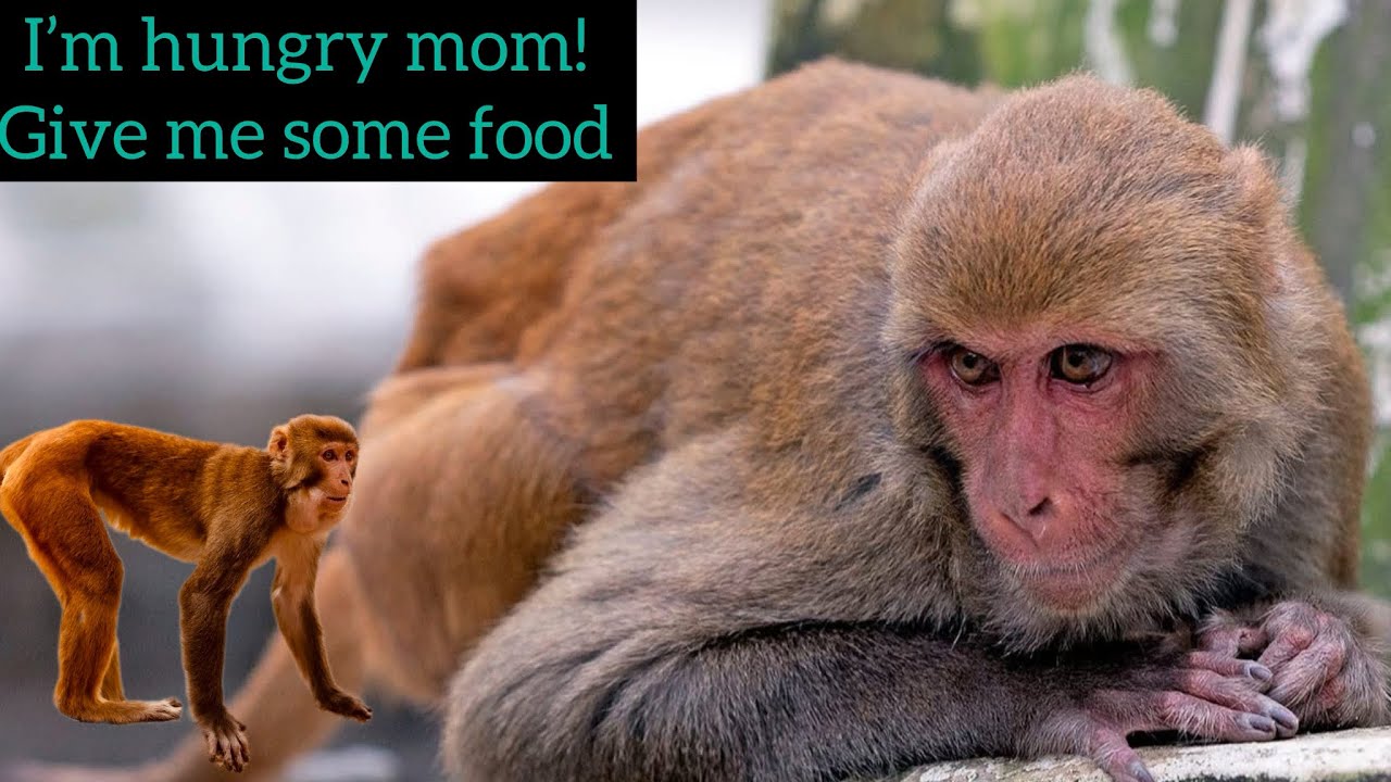 They expect nothing but some food and kindness from human