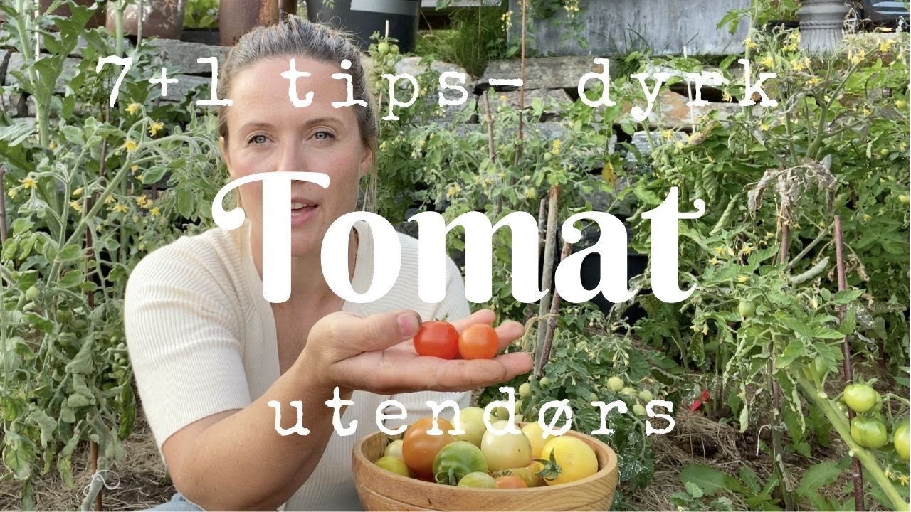 7+1 tips til å lykkes med tomater utendørs
