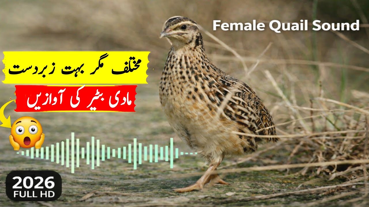 Female quail sound 2026,Madi batair ki awaz 2026,Mada batair ki awaz,female quail call#batairkiawaz 