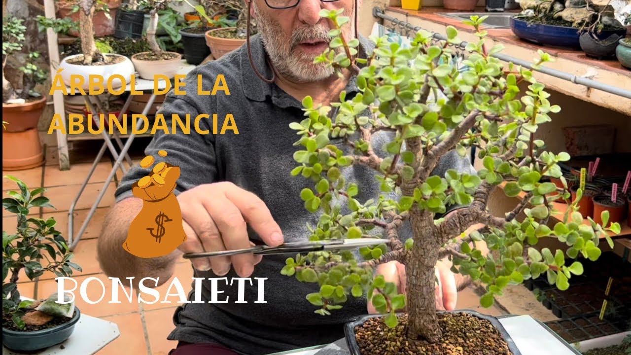 💰 QUIEN TIENE ÁRBOL DE LA ABUNDANCIA TIENE UN TESORO/PORTULACARIA afra