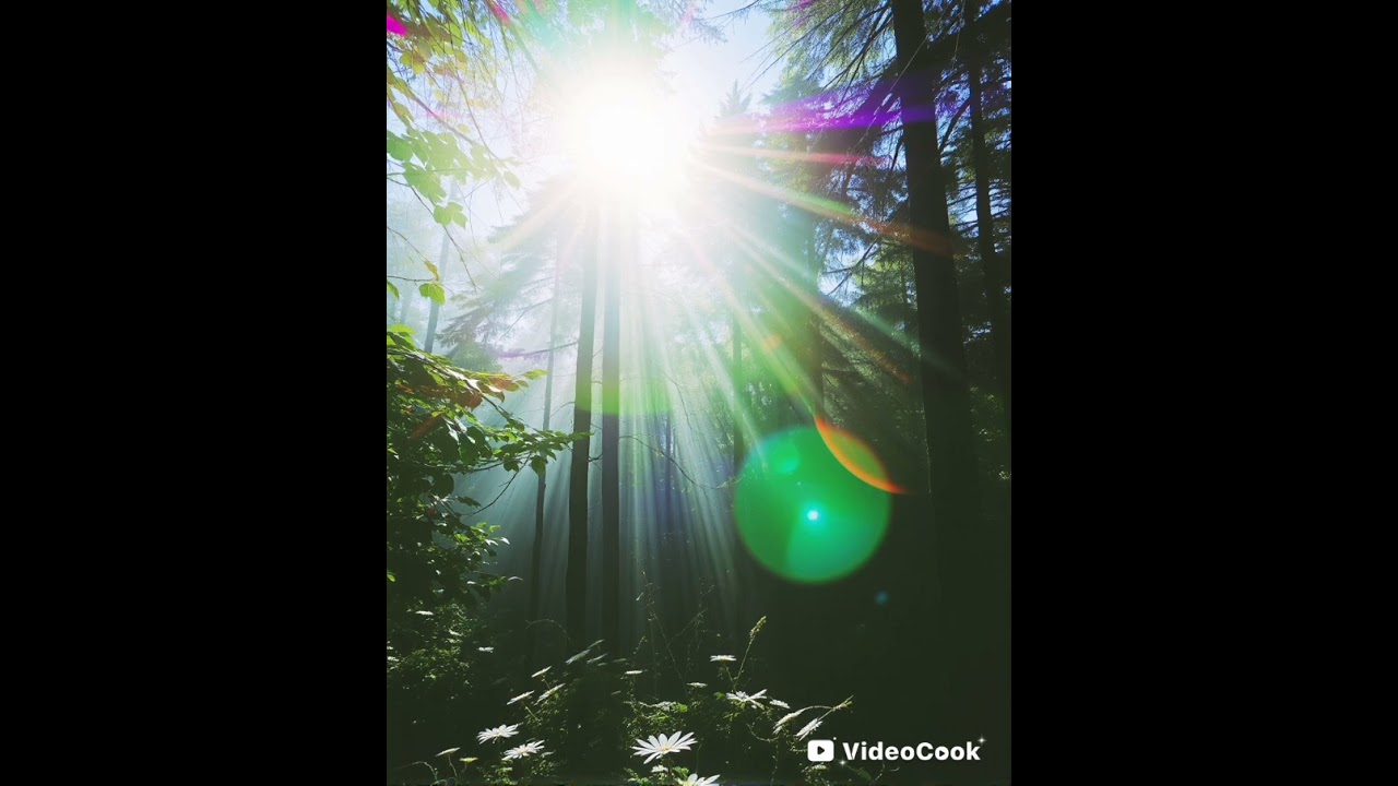 HWK - Summer breeze in the forest